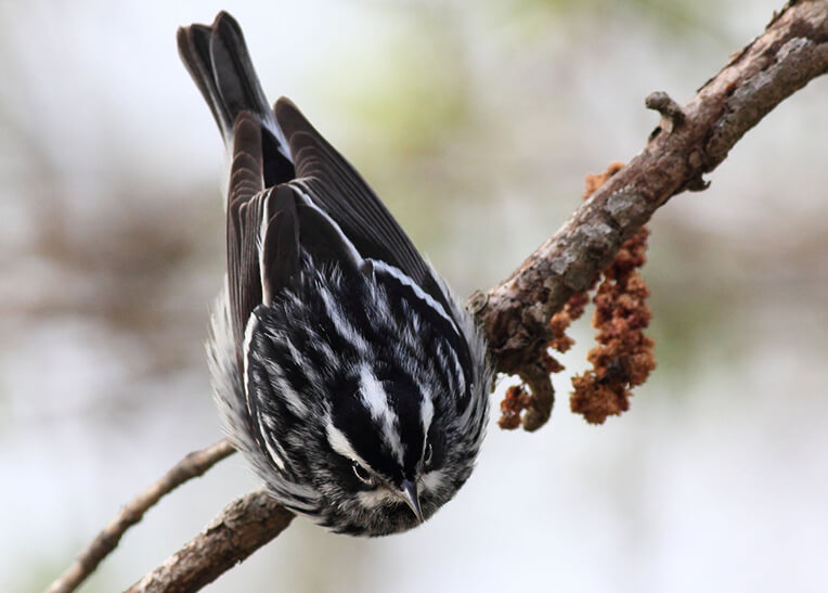 Black-and-white Warbler was one of several migrants we saw at High Island, along with Great Crested Flycatcher, Red-eyed Vireo, and many Myrtle Warblers. Photo by Bruce Beehler.