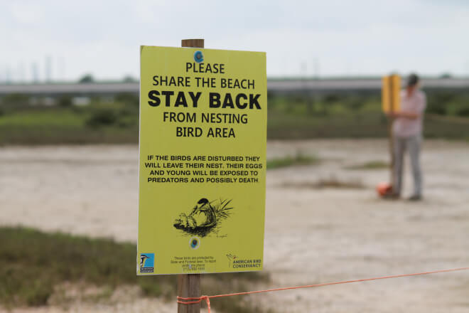 Fencing off nesting sites and placing signs around the area helps increase awareness to protect these diminutive birds from beach-goers. Photo by Kacy Ray.
