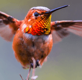 Stop Birds Hitting Windows | American Bird Conservancy