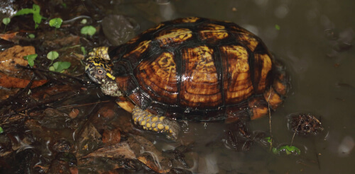 An Eastern Box Turtle at a forest reserve in Port Hudson, La. Photo by Bruce Beehler.