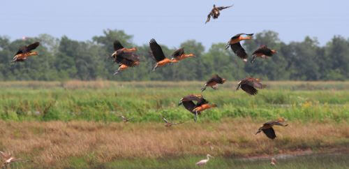 Fulvous Whistling-Ducks flush in Louisiana. Photo by Bruce Beehler.
