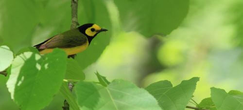 Despite the fog, Hooded Warblers were noisy. Photo by Bruce Beehler.