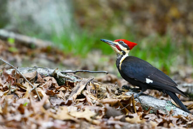 Sadly, there are no Ivorybill Woodpeckers left in Ivorybill country, but there are Ivorybill cousins, like this Pileated Woodpecker. Photo by Orhan Cam/Shutterstock.