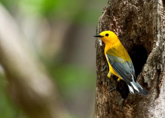 Prothonotary Warbler. Photo by Jay Ondreicka/Shutterstock