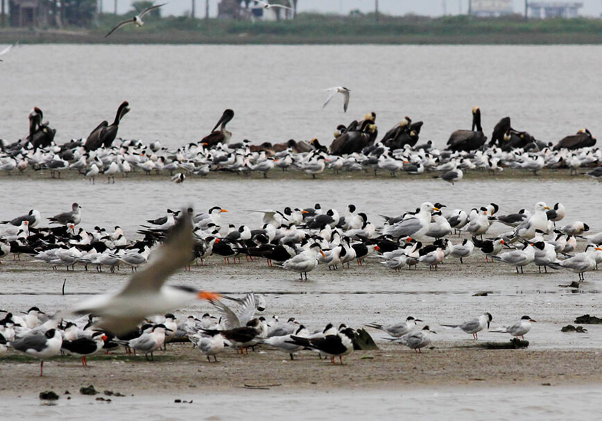 Terns, pelicans, skimmers, gulls … the coast was crowded with birds at Bolivar Flats. Photo by Bruce Beehler.