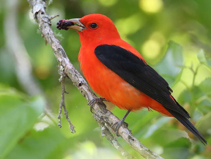 Scarlet Tanager was one of the species that quickly filled a tree with color on Monday morning, along with Myrtle Warbler, Black-and-White Warbler, and Red-eyed Vireo. The migration had started! Photo by Brian Lasenby/Shutterstock.