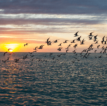 Black Skimmers. Photo by Jo Crebbin/Shutterstock.