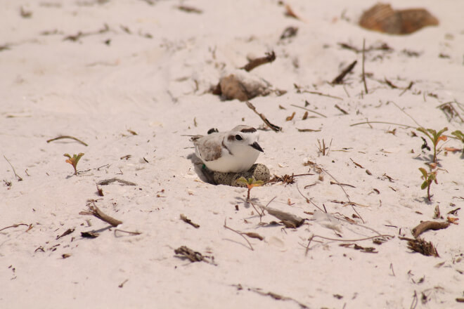 Nesting in open, unprotected areas, beach nesting birds like Snowy Plovers face many challenges in protecting their eggs and young. Photo by Kacy Ray.