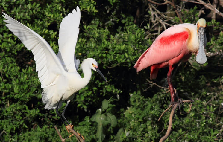 Snowy Egret and Roseate Spoonbill. Photo by Bruce Beehler.