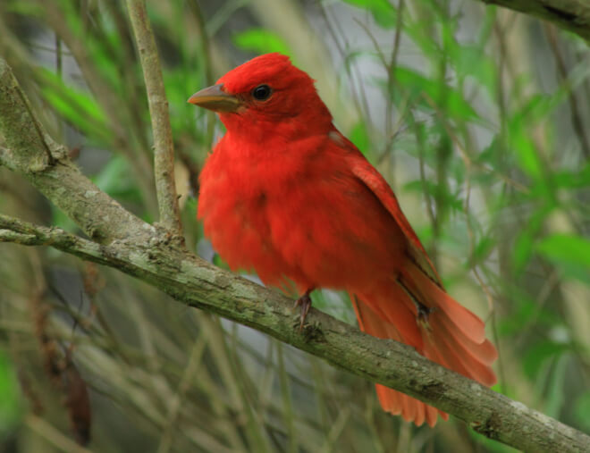 The woods were filled with Summer Tanagers. Photo by Bruce Beehler.