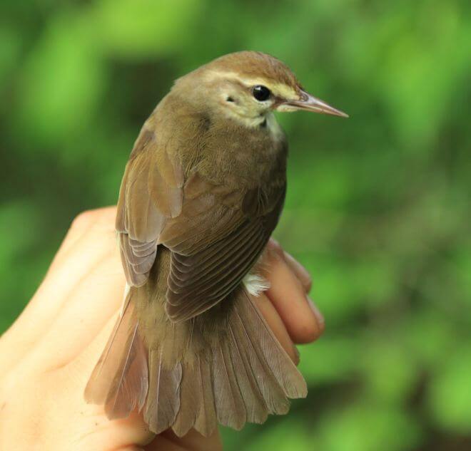 The team banded this Swainson's Warbler during a morning filled with many migratory bird species. Photo by Bruce Beehler.