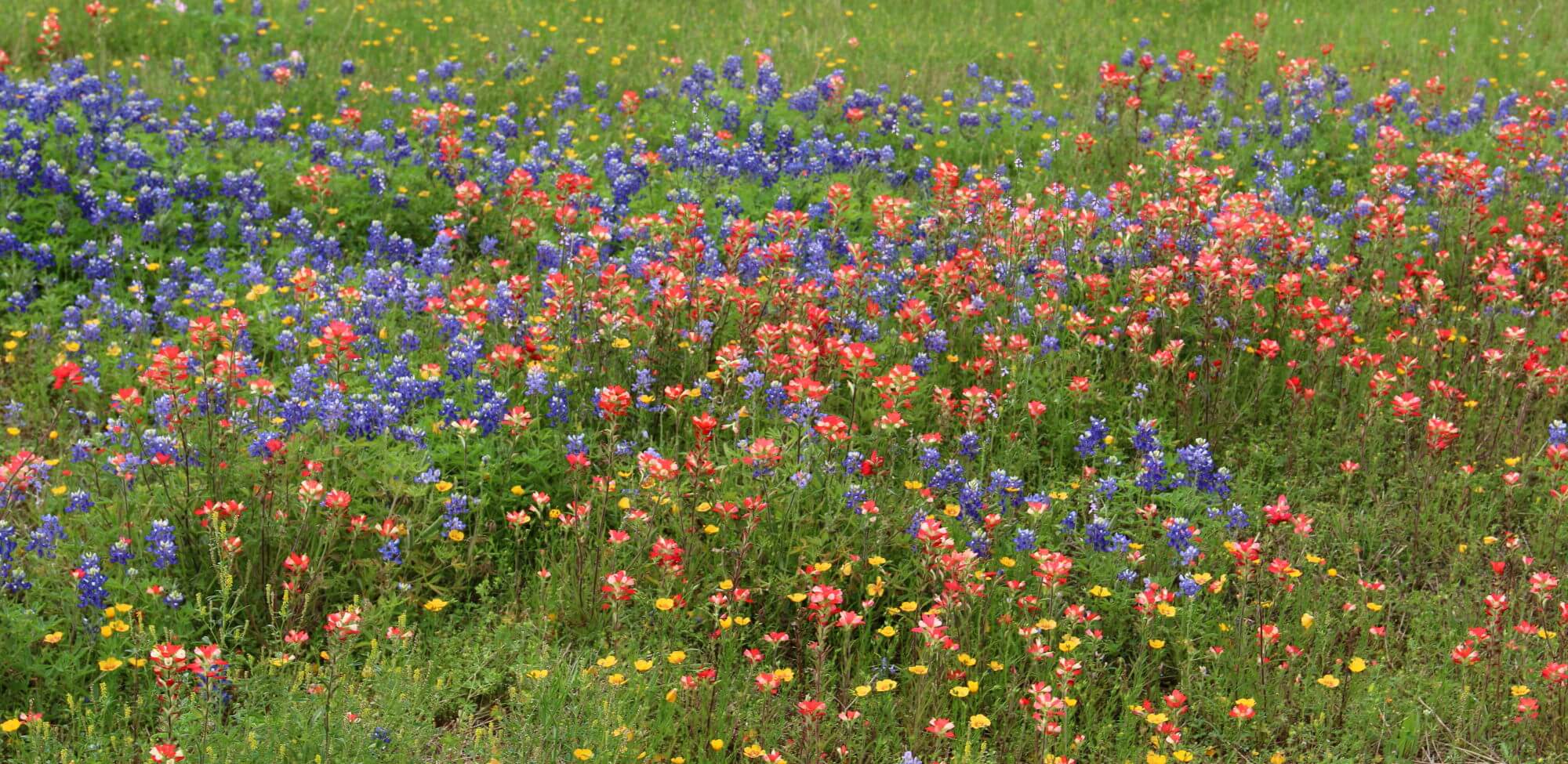 The wildflowers in Texas are nothing short of spectacular. Photo by Bruce Beehler.