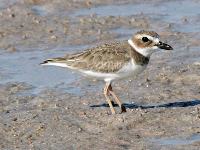 Wilson's Plover is a beach nesting bird found on the Bolivar Peninsula. Houston Audubon in partnership with ABC is working to conserve these and other beach nesting birds. Photo by Chuck Tague.