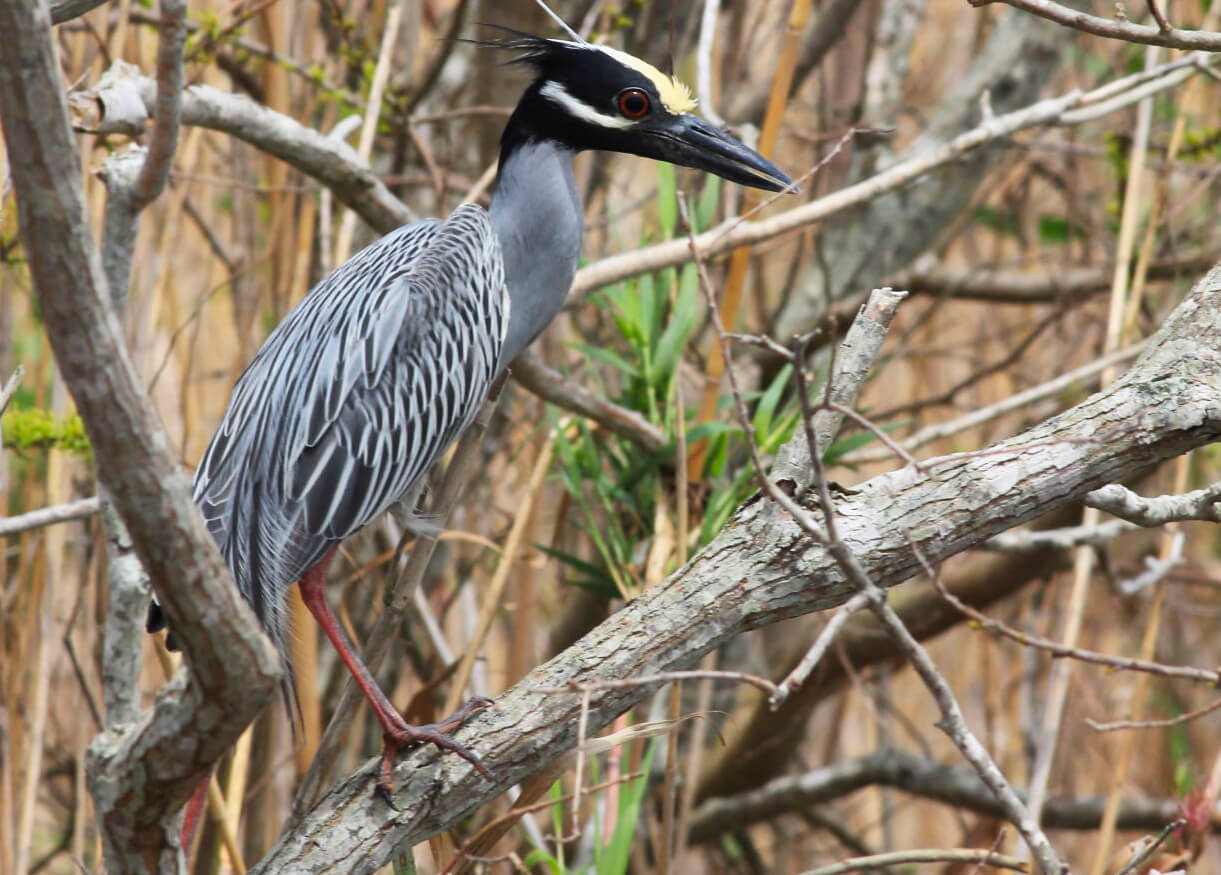 Ducks are not the only species to benefit from Ducks Unlimited's conservation work. The Yellow-crowned Night-heron is another. Photo by Bruce Beehler.