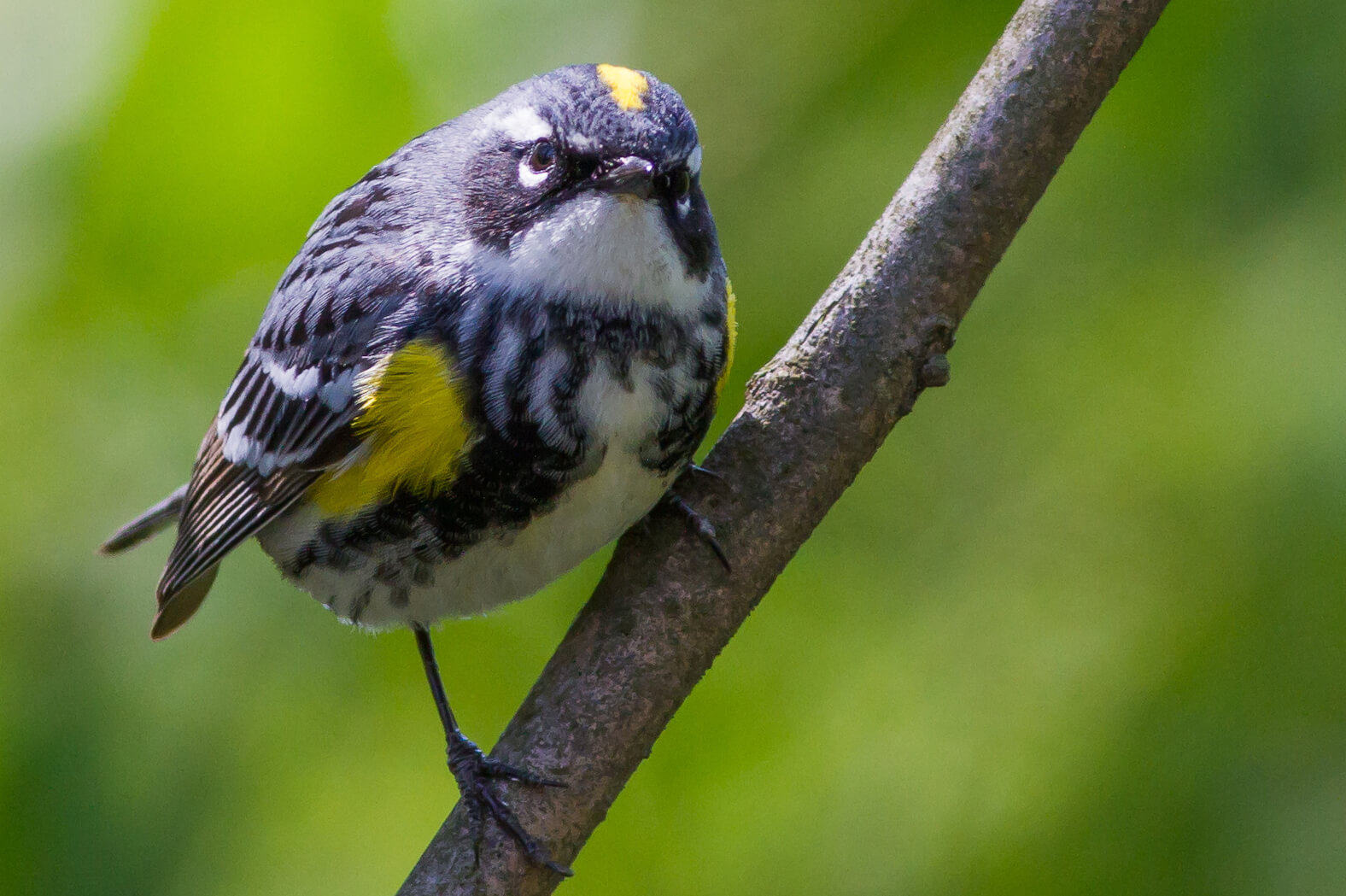 Myrtle Warblers were arriving in groups to make use of the reserve for resting and feeding. Photo by Elliotte Rusty Harold/Shutterstock.