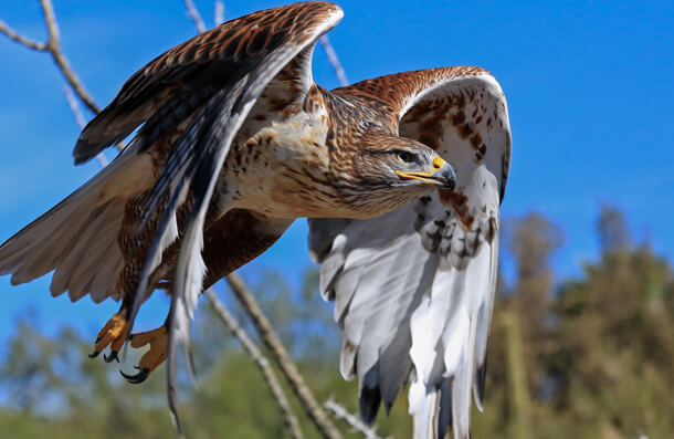 Ferruginous Hawk, Thomas Barrat, Shutterstock