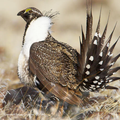 sage grouse