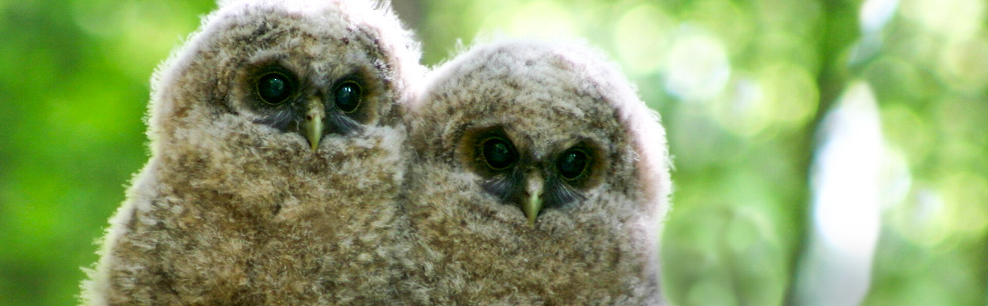 Spotted Owls, USFWS Pacific