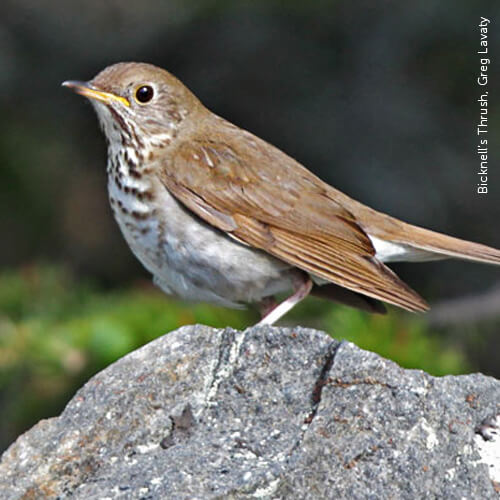 Bicknell’s Thrush