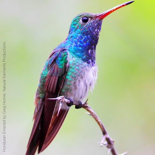 Communities for Honduran Emerald | American Bird Conservancy