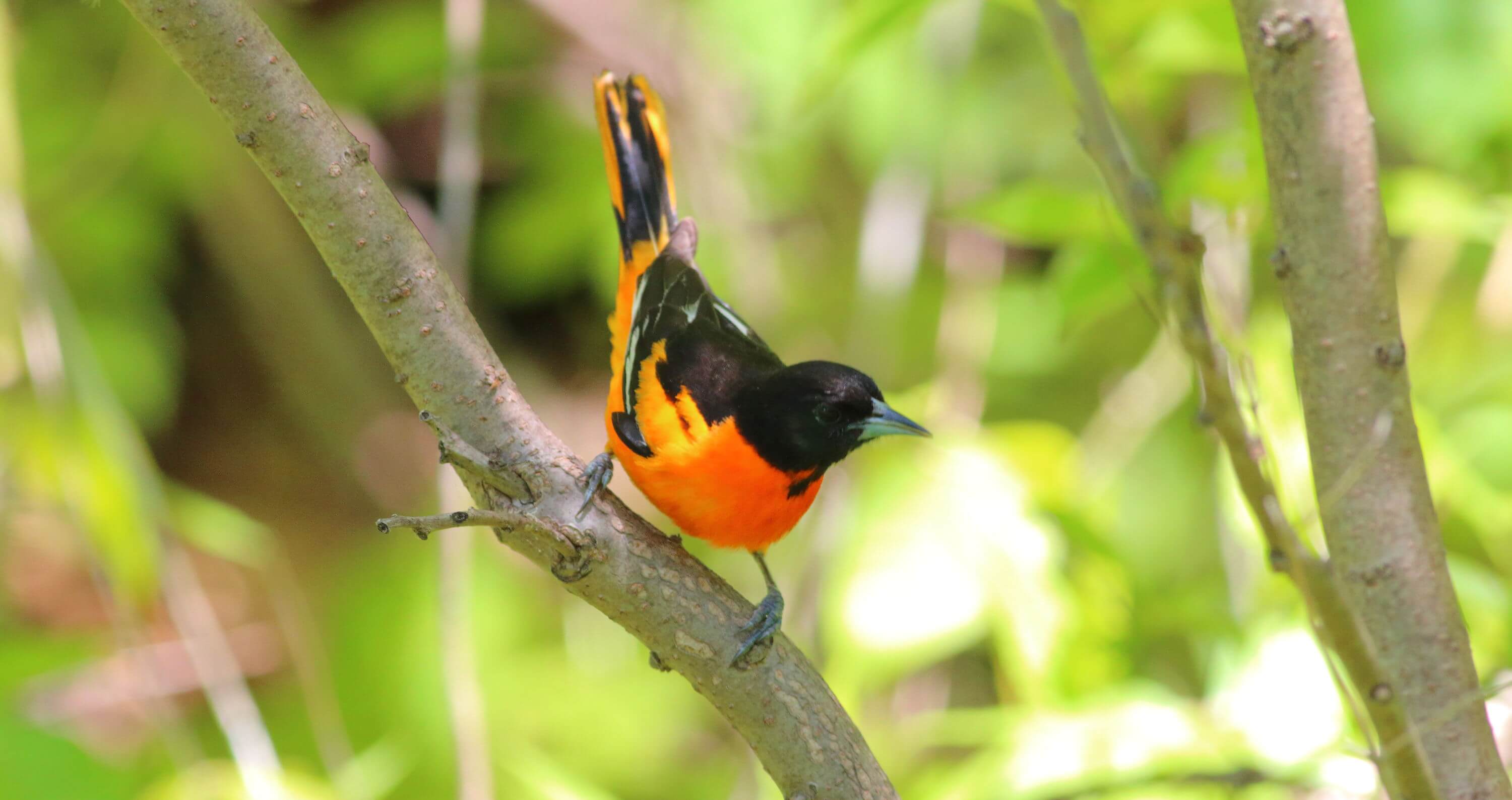 I saw this male Baltimore Oriole during my travels in Missouri and Southern Illinois. Photo by Bruce Beehler