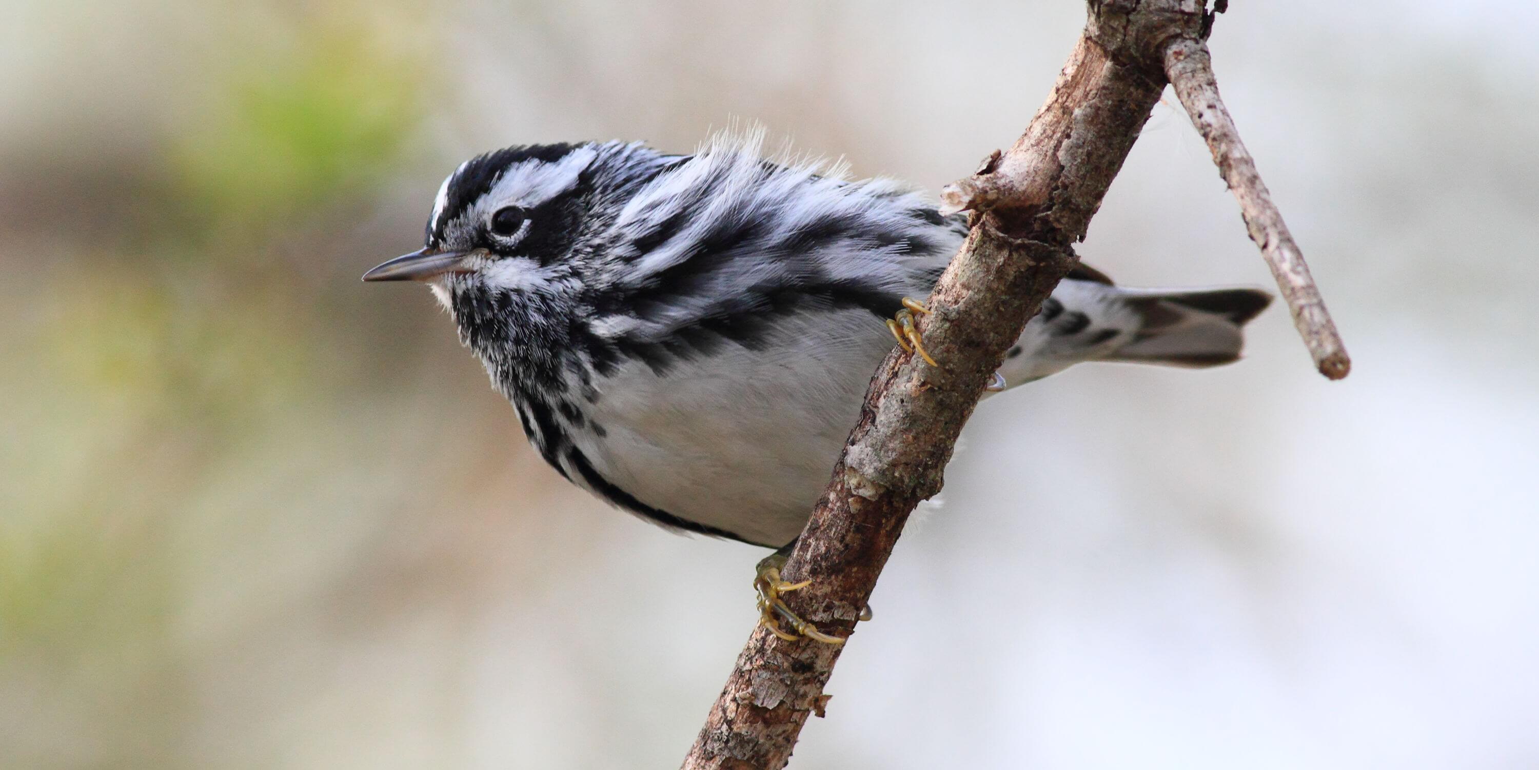 During a long bike ride around Land Between the Lakes, I saw this Black and White Warbler. Photo by Bruce Beehler