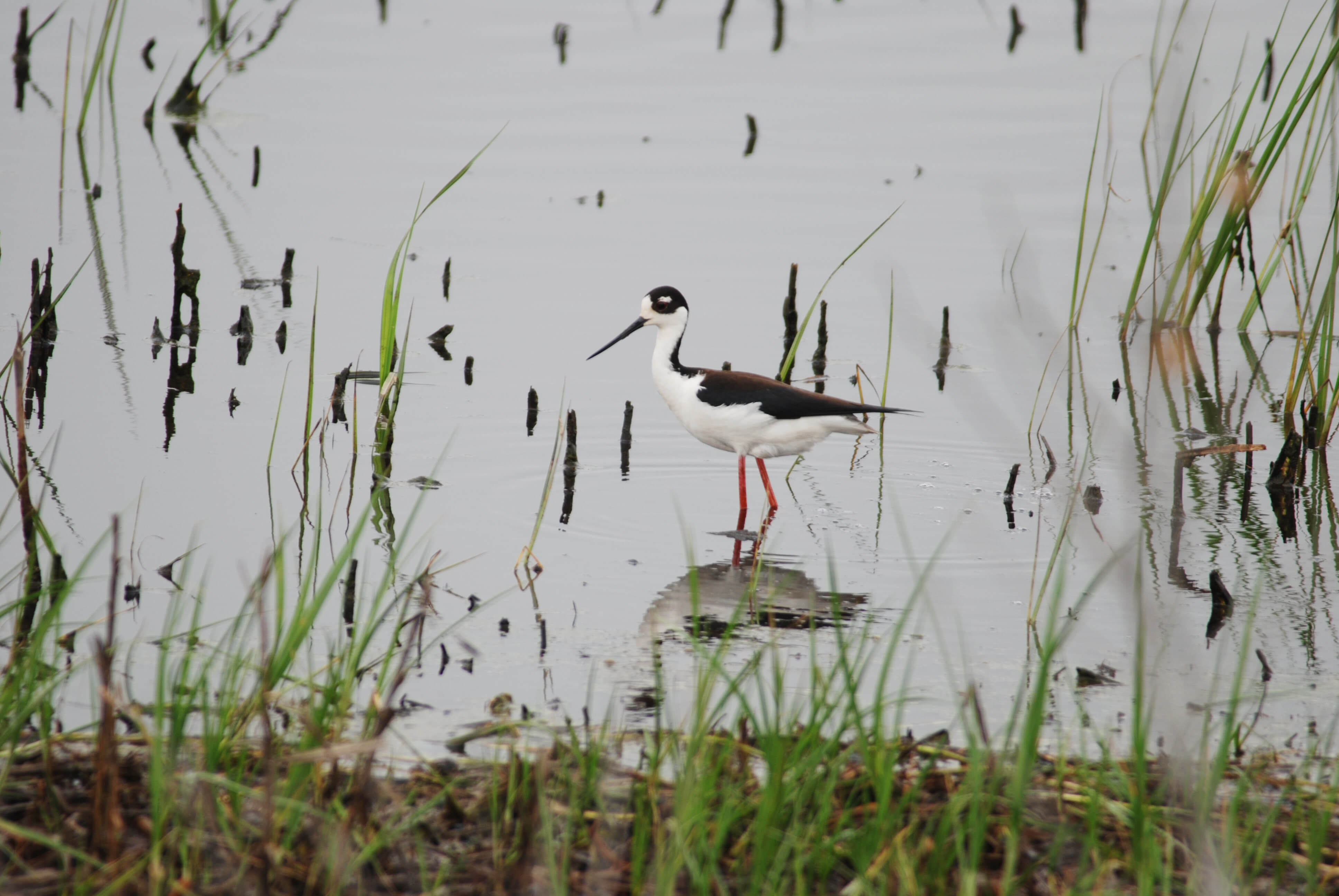 I spotted a Black-necked Stilt in the wetlands at Duck Creek State Conservation Area in Missouri. Photo by Dan Lebbin