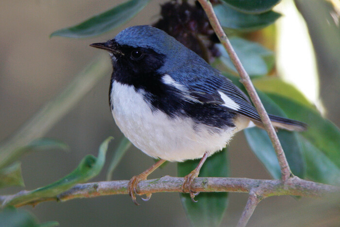 A rare Black-throated Blue Warbler was among the 54 species I saw at a 