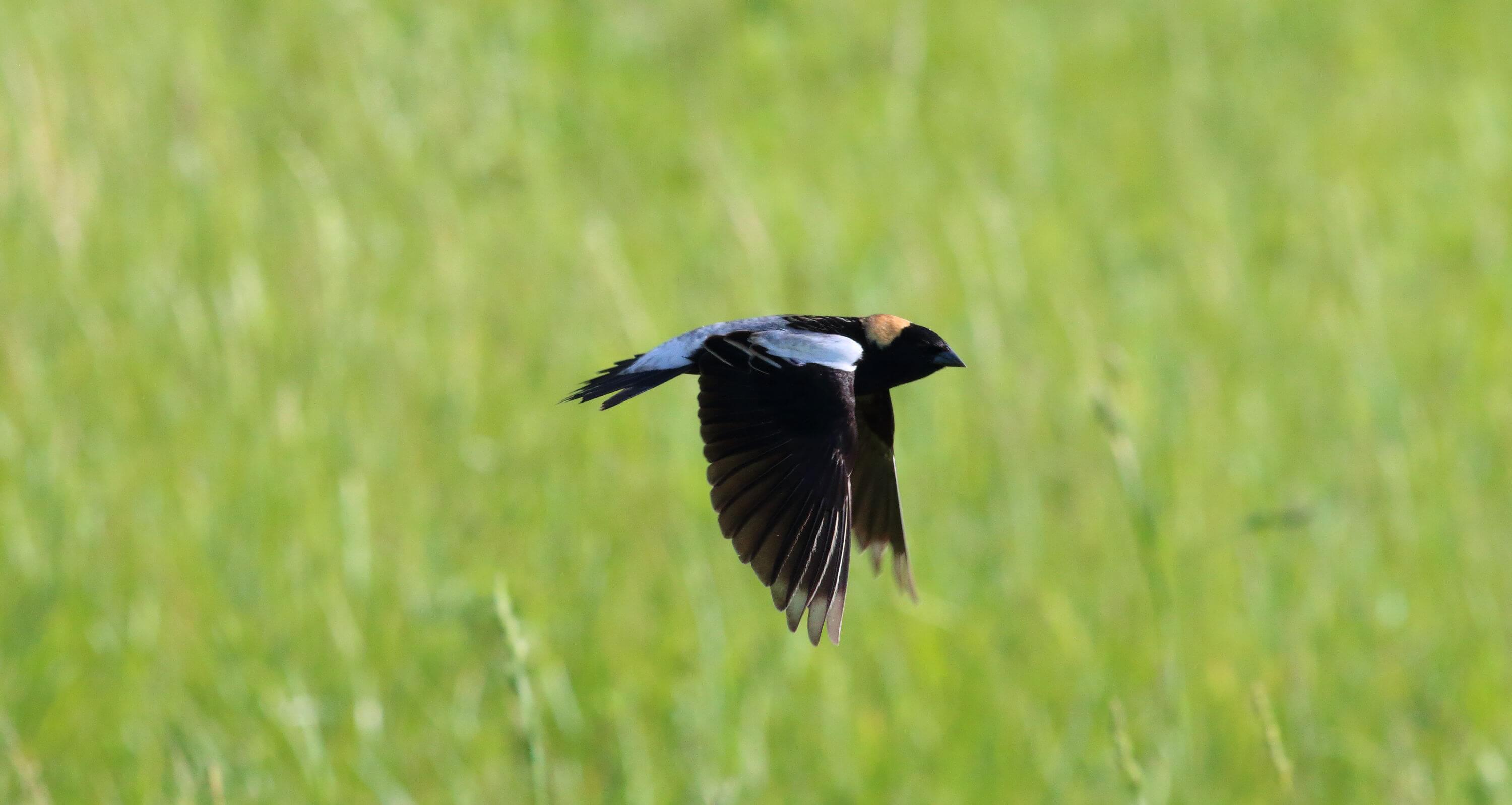 The bubbling song of the Bobolink greeted me in northern Illinois. Photo by Bruce Beehler