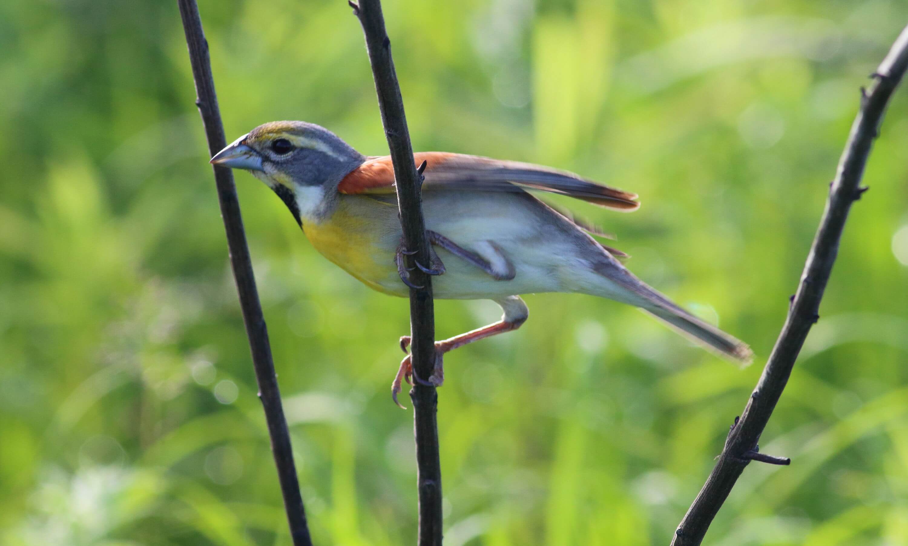 At Spring Lake Park, I saw this male Dickcissel in a restored patch of prairie. Photo by Bruce Beehler