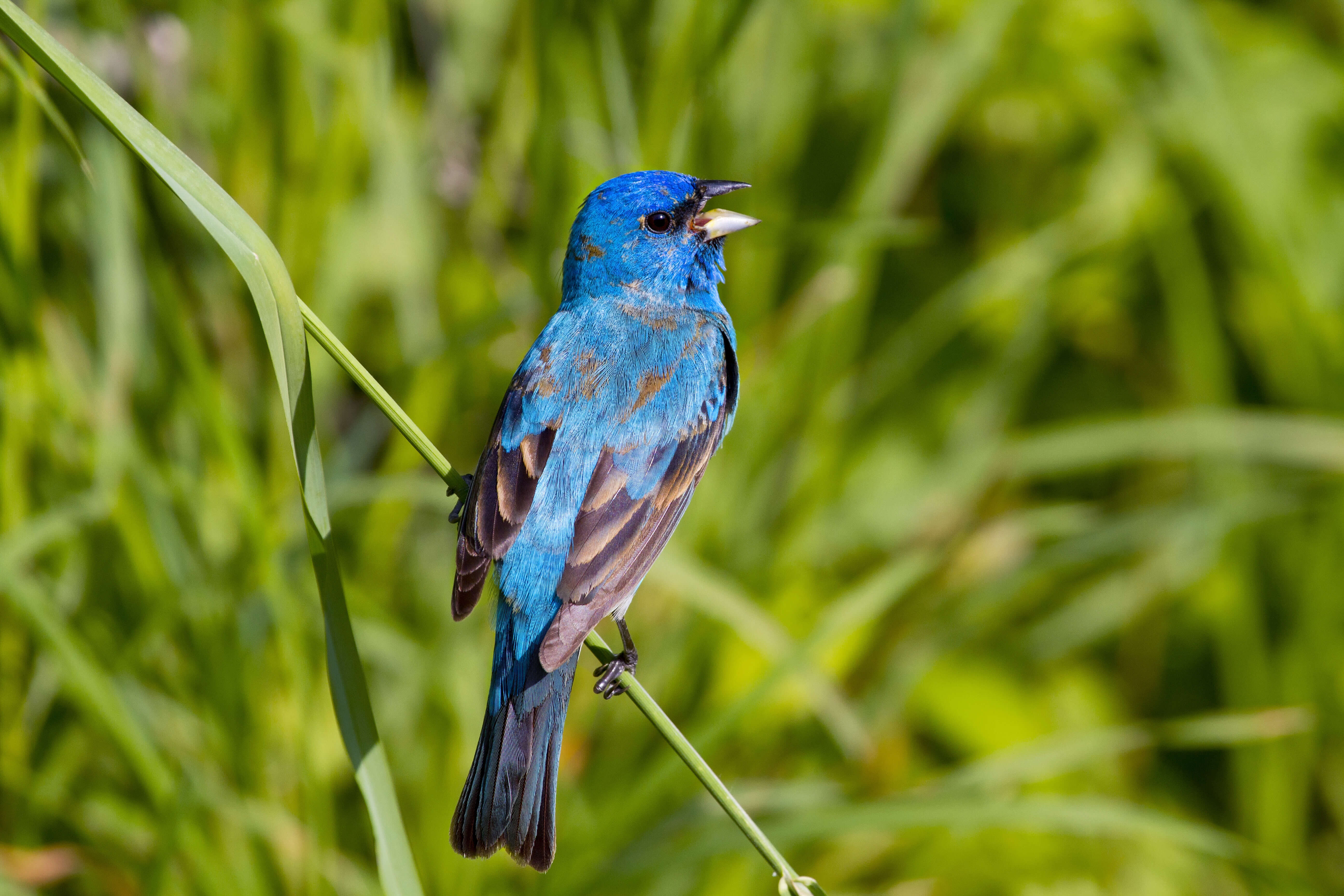 Indigo Buntings, heading up the Mississippi in droves, have been a signature species on my journey. Photo by John L. Absher/Shutterstock