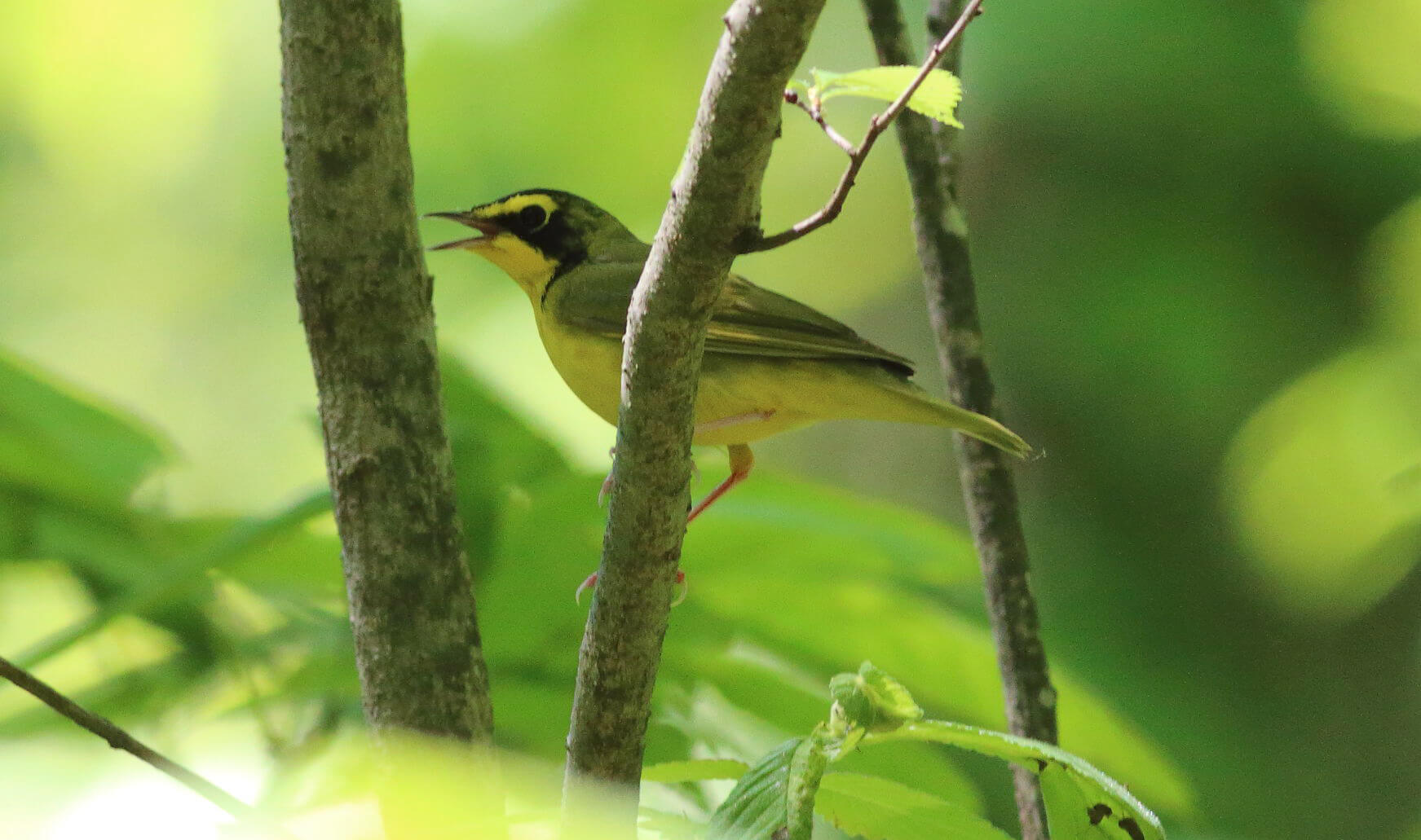 Kentucky Warblers called from towering 300-year-old trees in Arkansas's Delta National Forest. Photo by Bruce Beehler