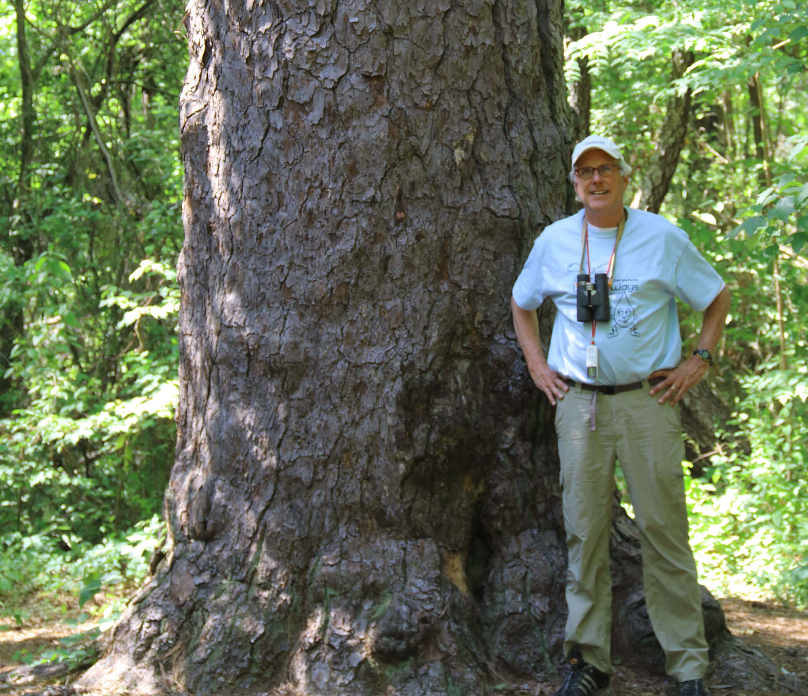 While touring the diverse forest ecosystems around Crossett, Ark., with wildlife biologist Bobby Maddrey and forester Don Sisson, both of Georgia-Pacific, we saw a giant loblolly pine. Photo by Bruce Beehler.