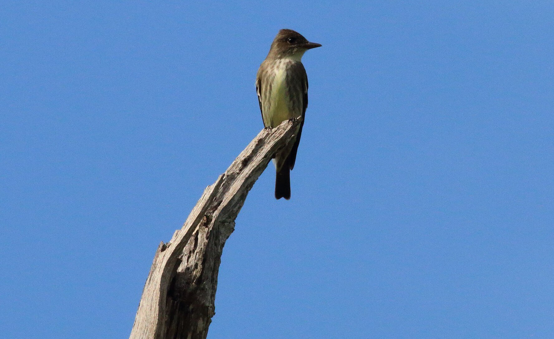 This Olive-sided Flycatcher stopped in southern Missouri on its way to Canada. Photo by Bruce Beehler