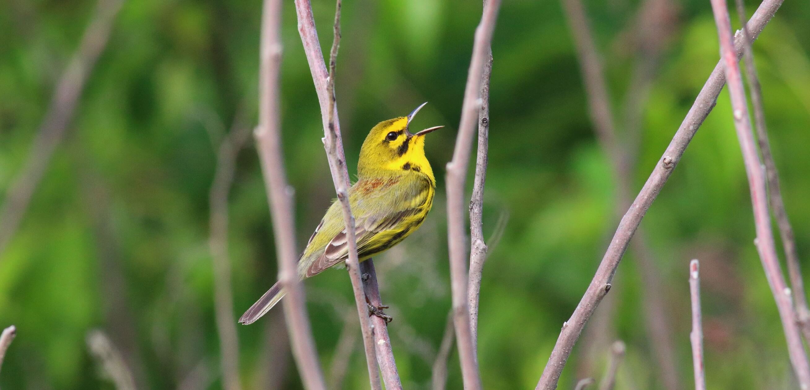 Forest management creates open woodlands favored by the Prairie Warbler. Photo by Bruce Beehler