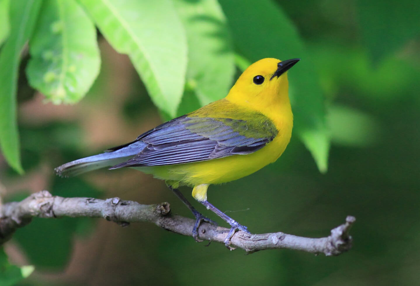 A male Prothonotary Warbler in a swamp forest at Louisiana's Tensas River National Wildlife Refuge. Photo by Bruce Beehler.