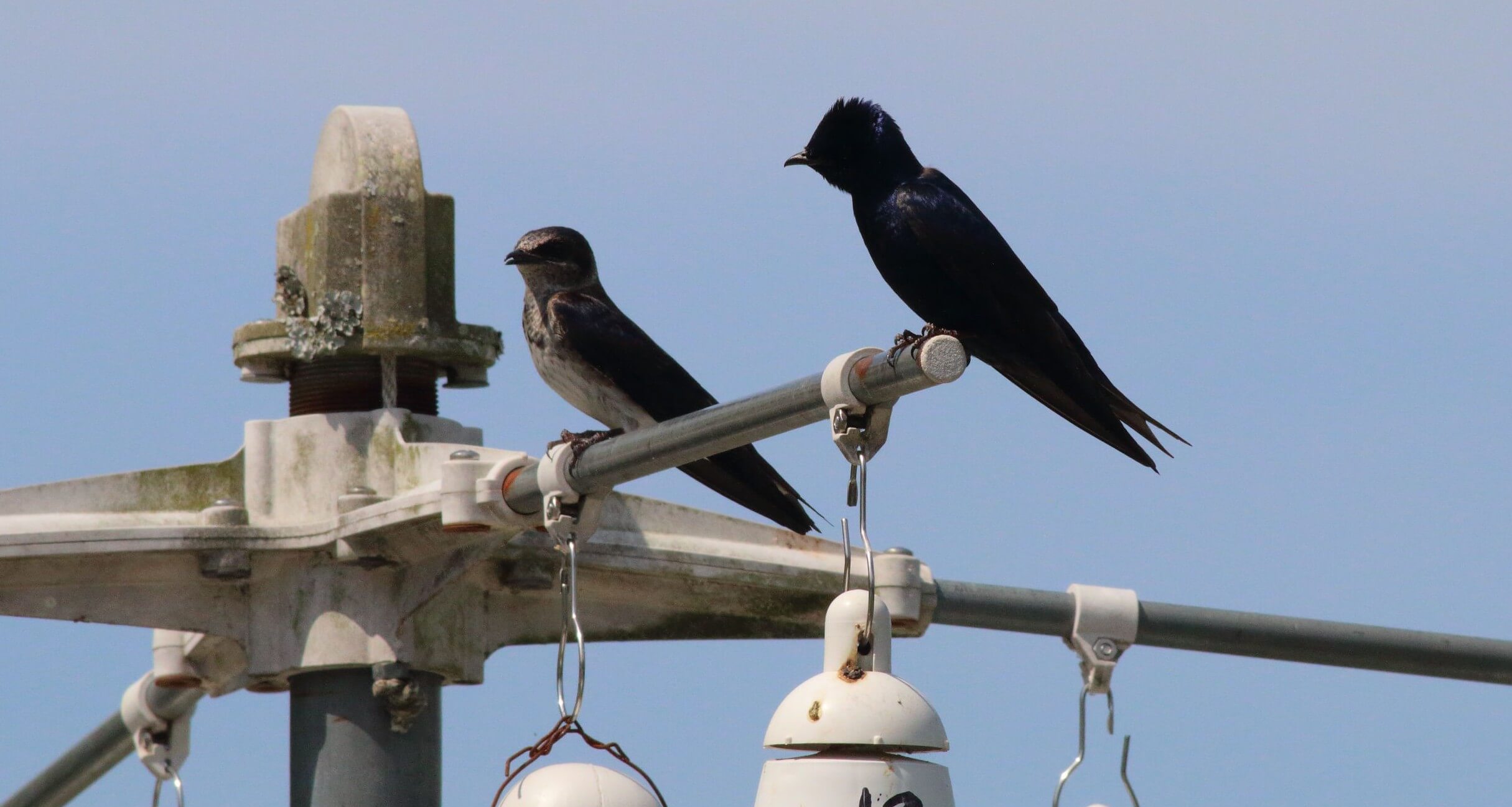 These Purple Martins were among the many birds I saw at Land Between the Lakes National Recreational Area in Kentucky. Photo by Bruce Beehler