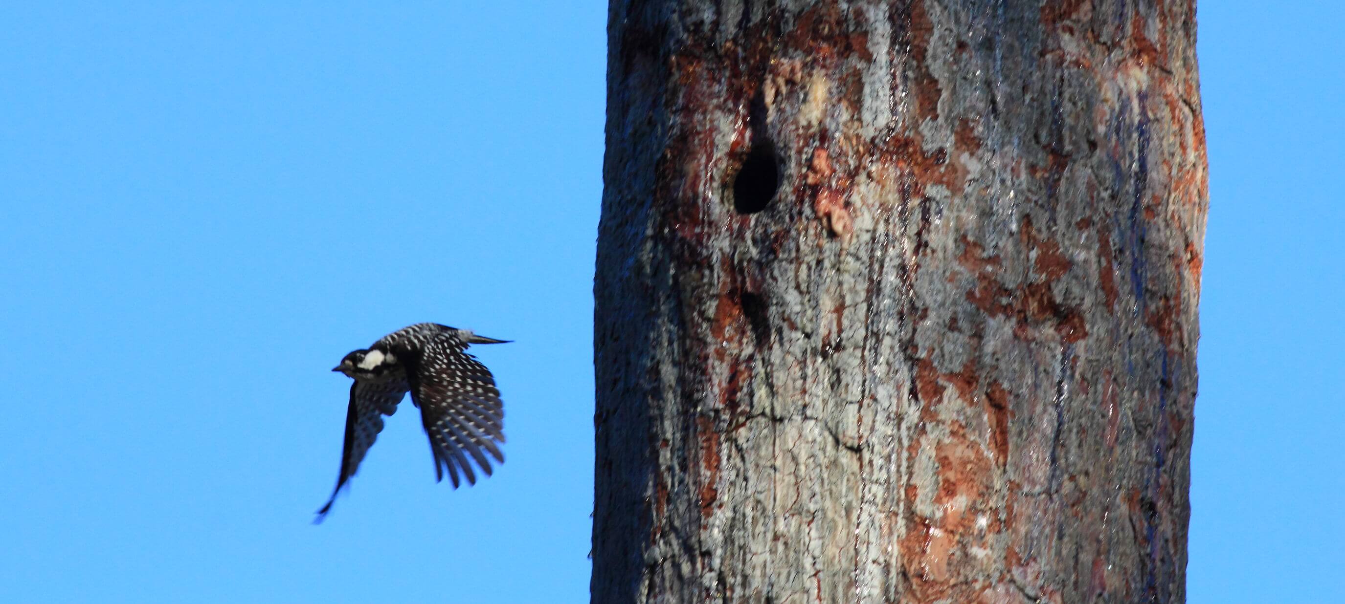 The near-threatened Red-cockaded Woodpecker, pictured here in Arkansas's Felsenthal National Wildlife Refuge, is a habitat specialist that depends on open pine forest. Photo by Bruce Beehler.