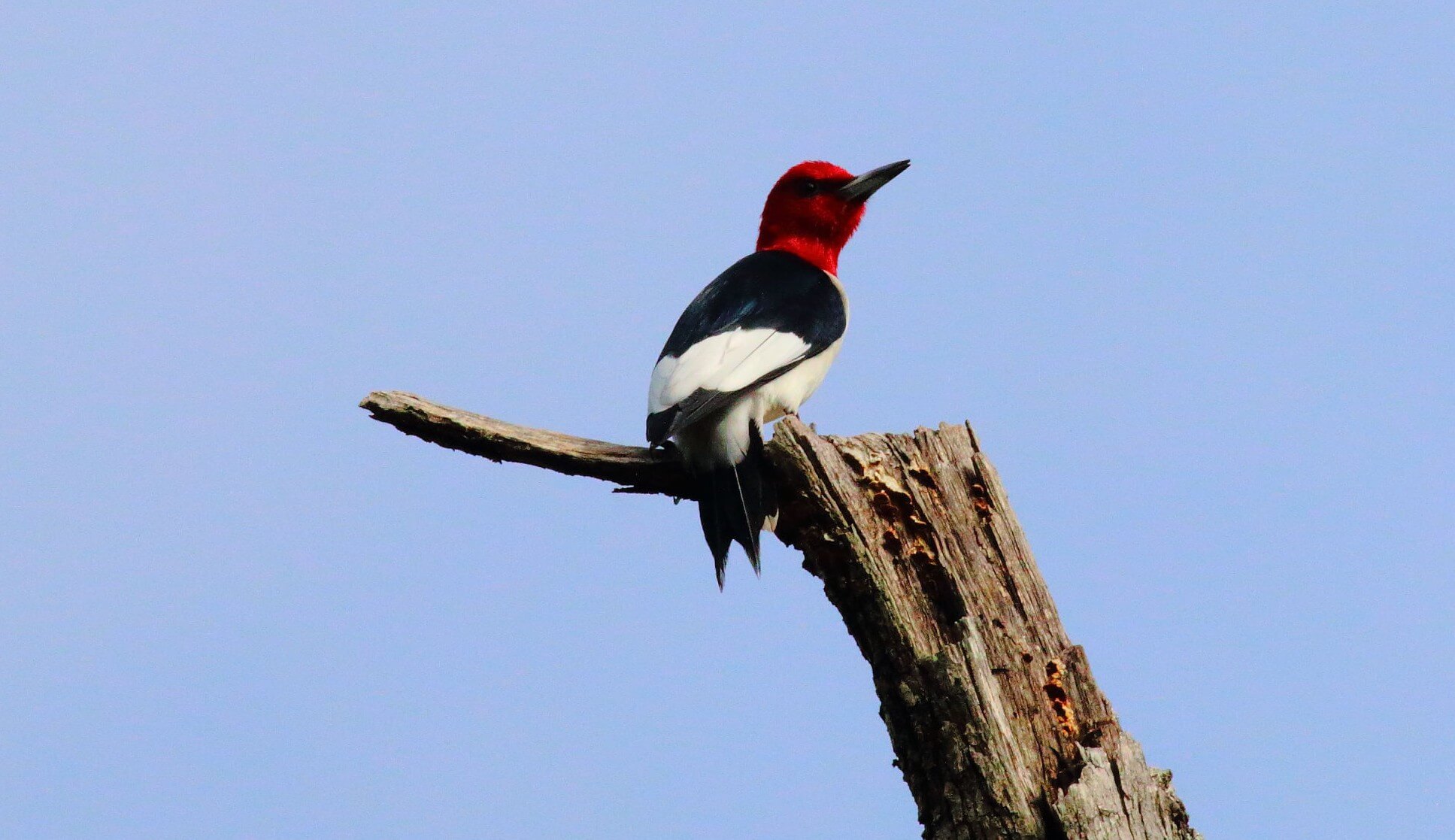 A Red-Headed Woodpecker in southern Missouri. Photo by Bruce Beehler