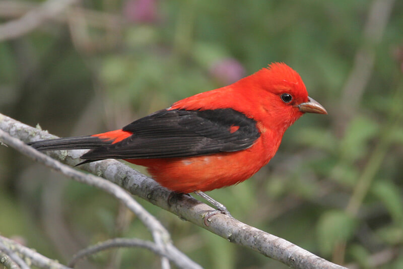 I saw Scarlet Tanagers in a hilly patch of oak woods at Illinois's Argyle Lake State Park. Photo by Greg Lavaty