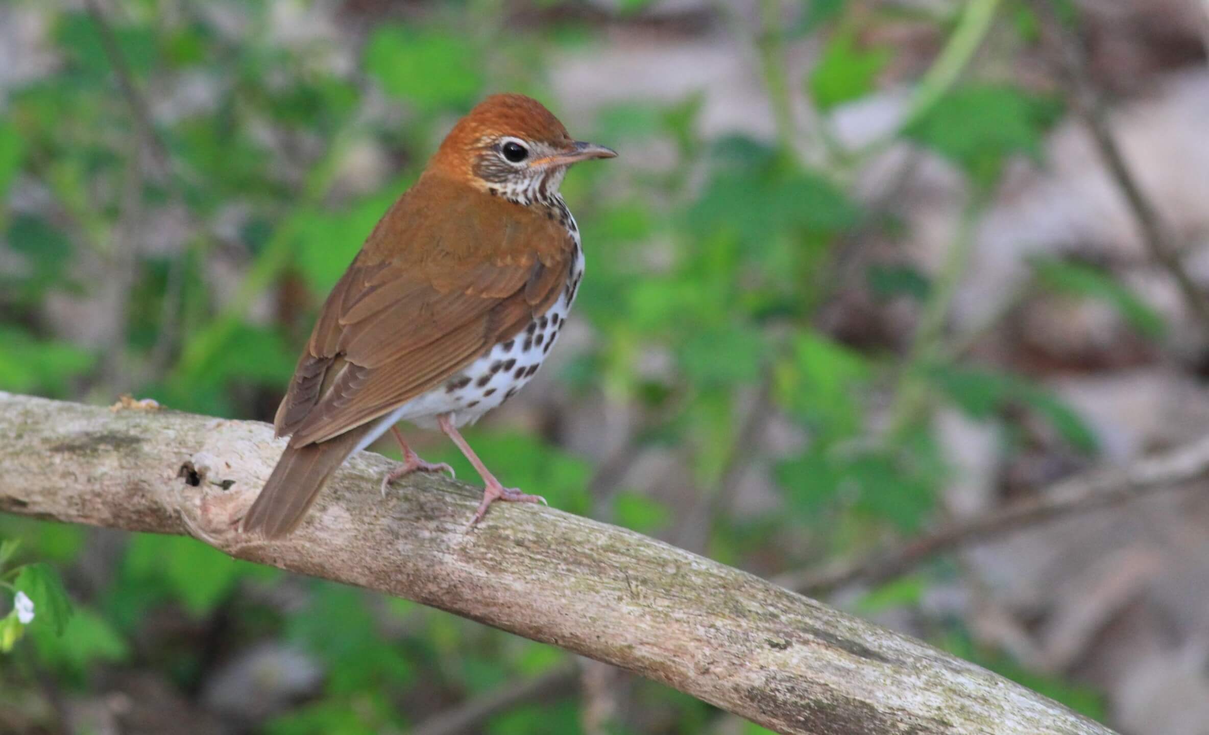 Resident Wood Thrushes filled Tennessee's Meeman-Shelby Forest State Park on the eastern bank of the Mississippi River. Photo by Bruce Beehler
