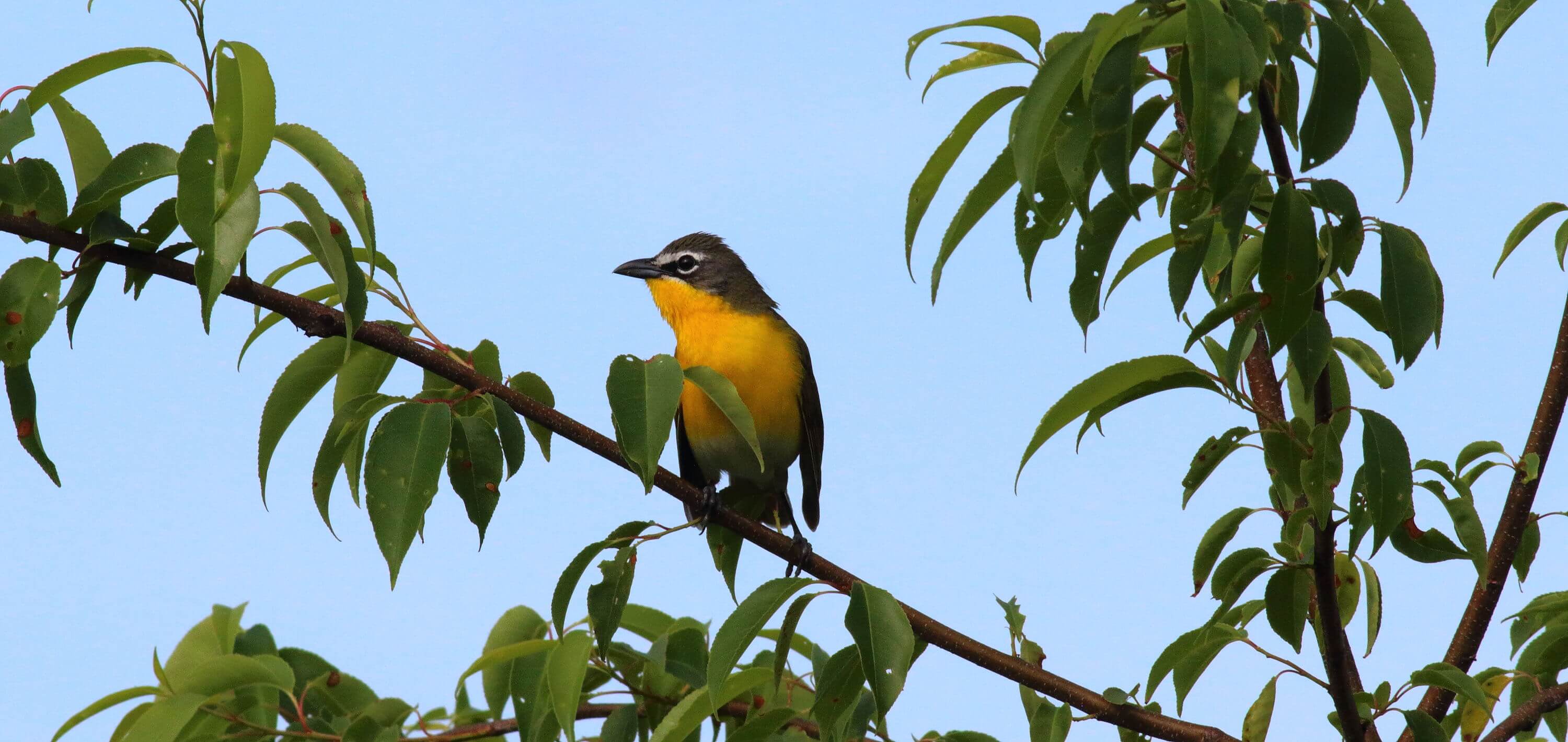 At Cane Ridge, forestry management has created grassy understory that attracts birds like this Yellow-breasted Chat. Photo by Bruce Beehler