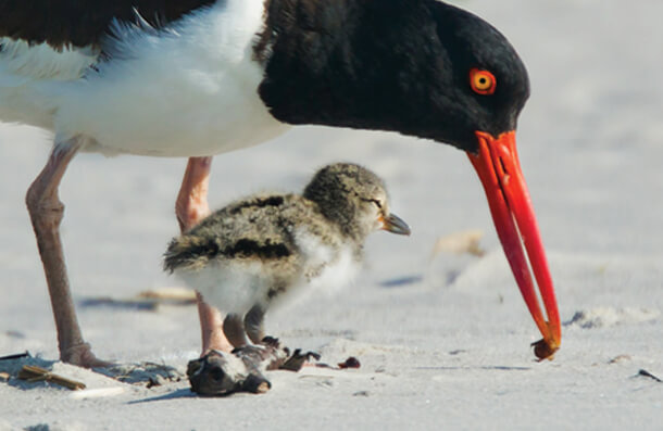 American Oystercatcher, Elliotte Rusty Harold/Shutterstock