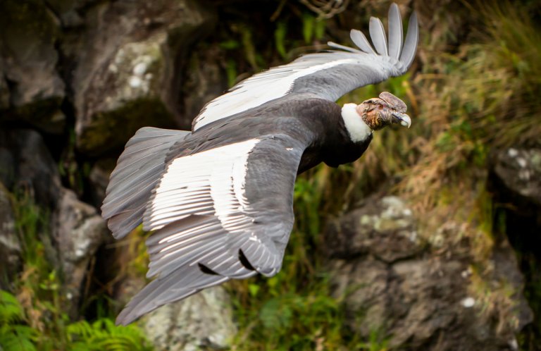 Andean Condor by Ammit Jack, Shutterstock