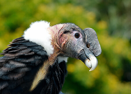 Andean Condor close-up by Mircea Bezergheanu/Shutterstock