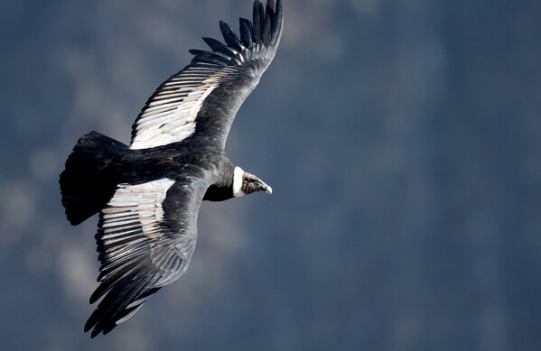 Andean Condor, Murray Cooper
