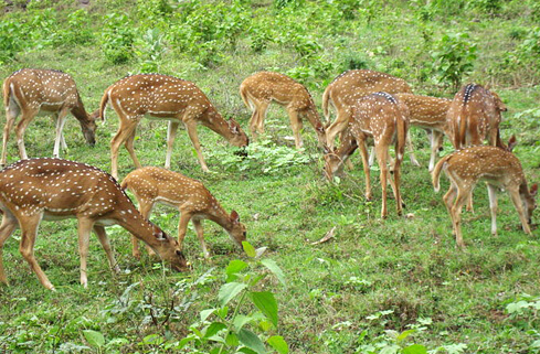 Axis Deer; Wikipedia Commons