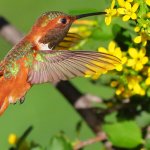 Allen's Hummingbird. Photo by Greg Homel, Natural Elements Productions.