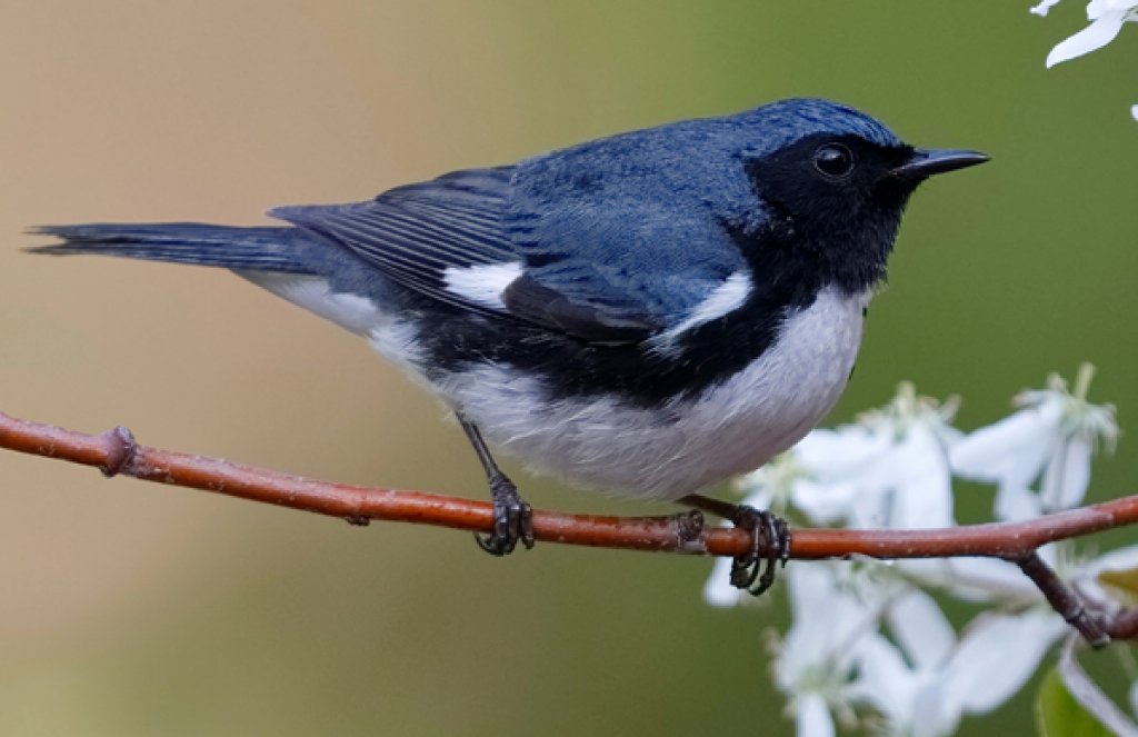Black-throated Blue Warbler. Photo by Brian Lasenby.