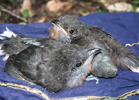 Bay-breasted Cuckoo chicks, J. Sinclair